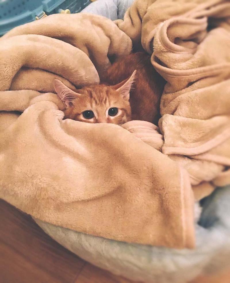 Katje verstopt in deken