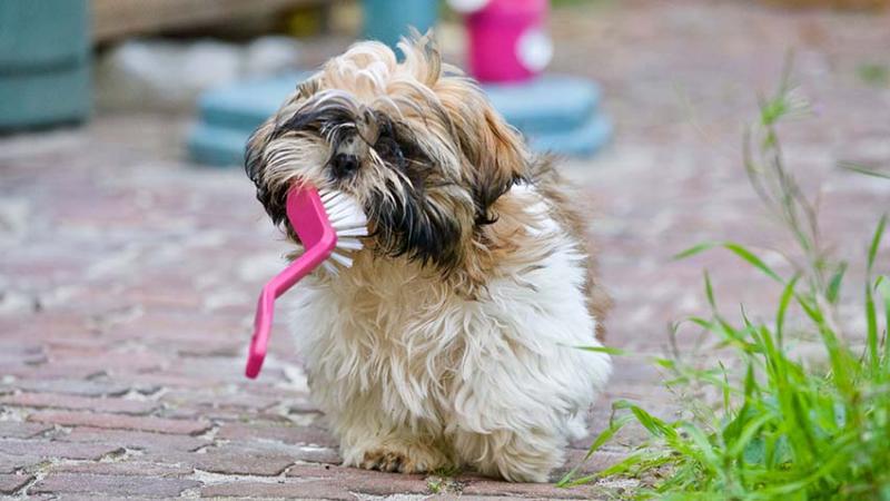 Kleine hond met grote borstel