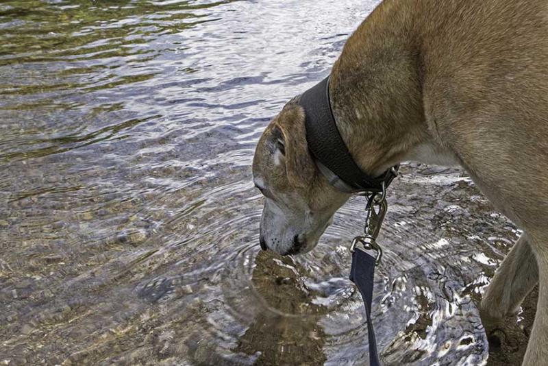 Hond drinkt water