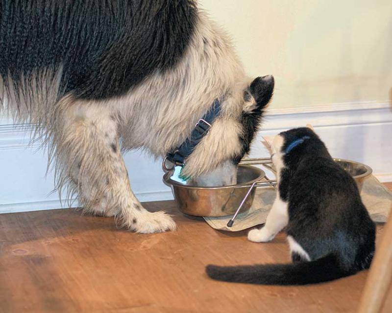 Hond en kat eten