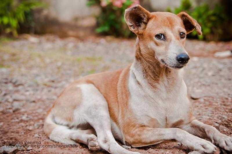 aandachtig luisterende hond