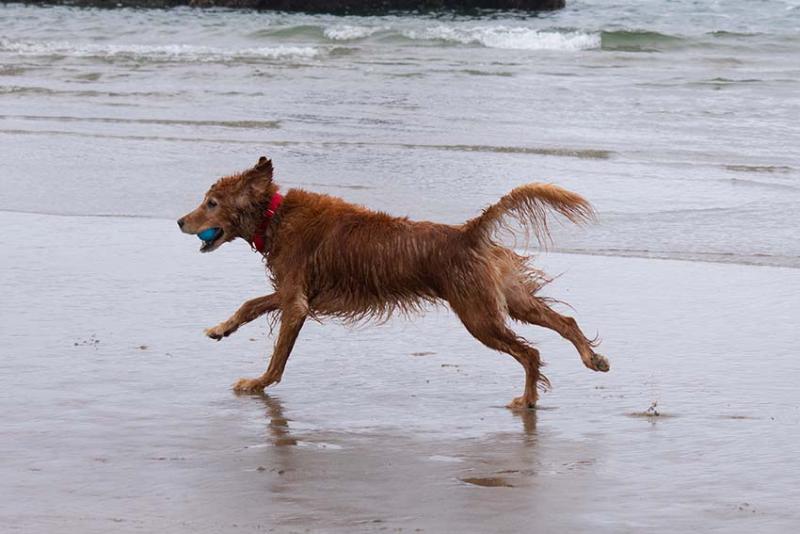 Hond loopt op strand