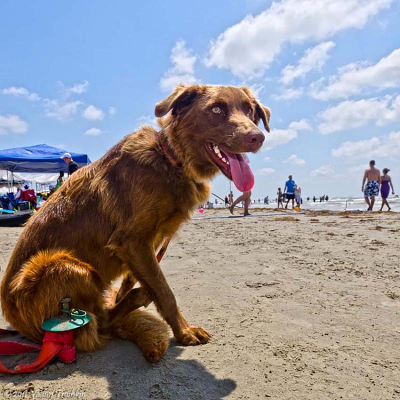 Hond op het strand