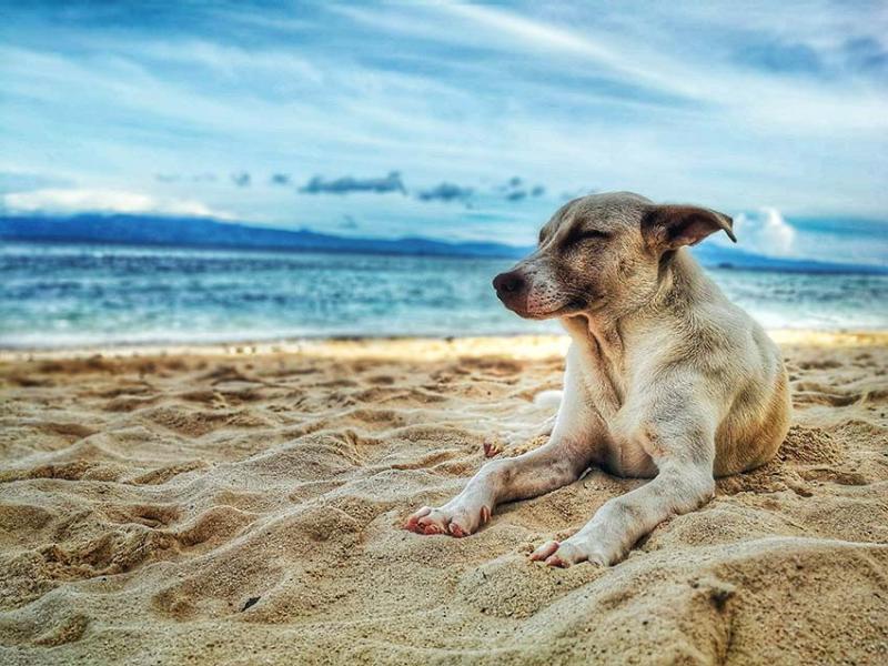 Hond op strand