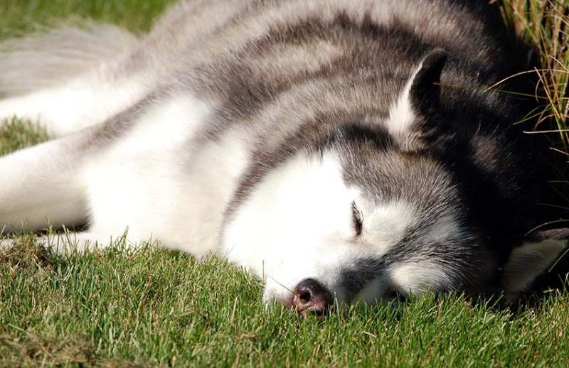 Husky ligt in gras