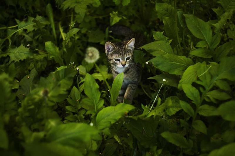 Katje tussen kattenkruid