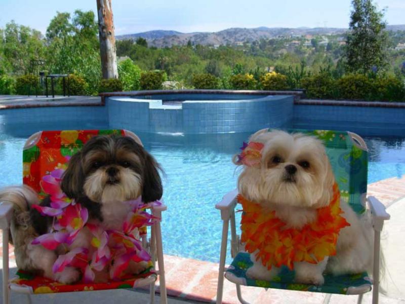 Honden in Hawaii stijl