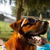 Hond met zonnebril